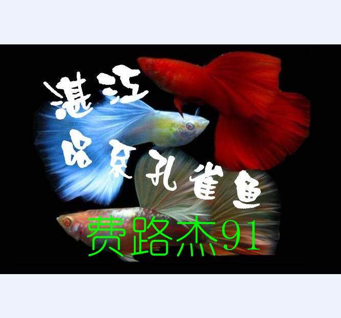 费路杰91的孔雀鱼