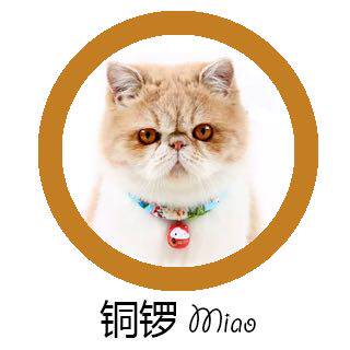 铜锣猫