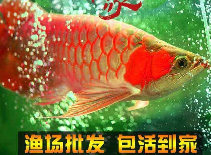 龙华世家进出口