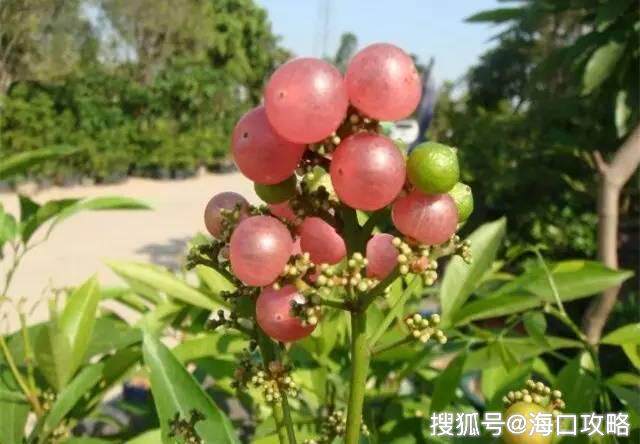 王氏洗发露