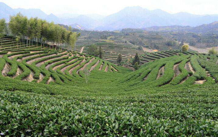杭州茗莲茶场