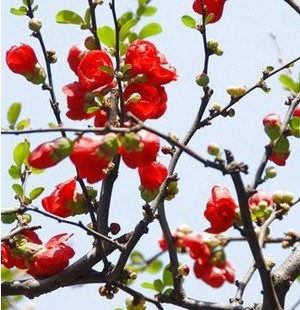 李伟花卉园