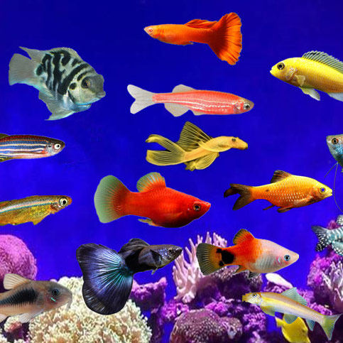 渔情水族馆