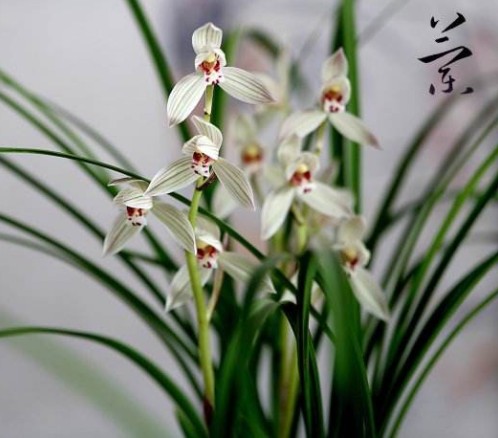 兰兰日用商行