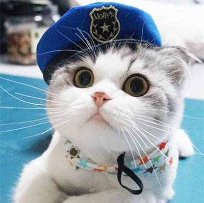 小艺宠物