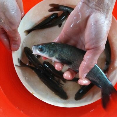 湖州鱼苗店