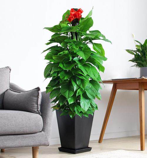 济南雅园花卉绿植培育中心
