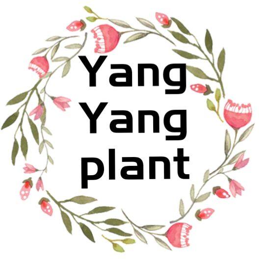 洋洋家多肉花园