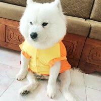 宠你点点
