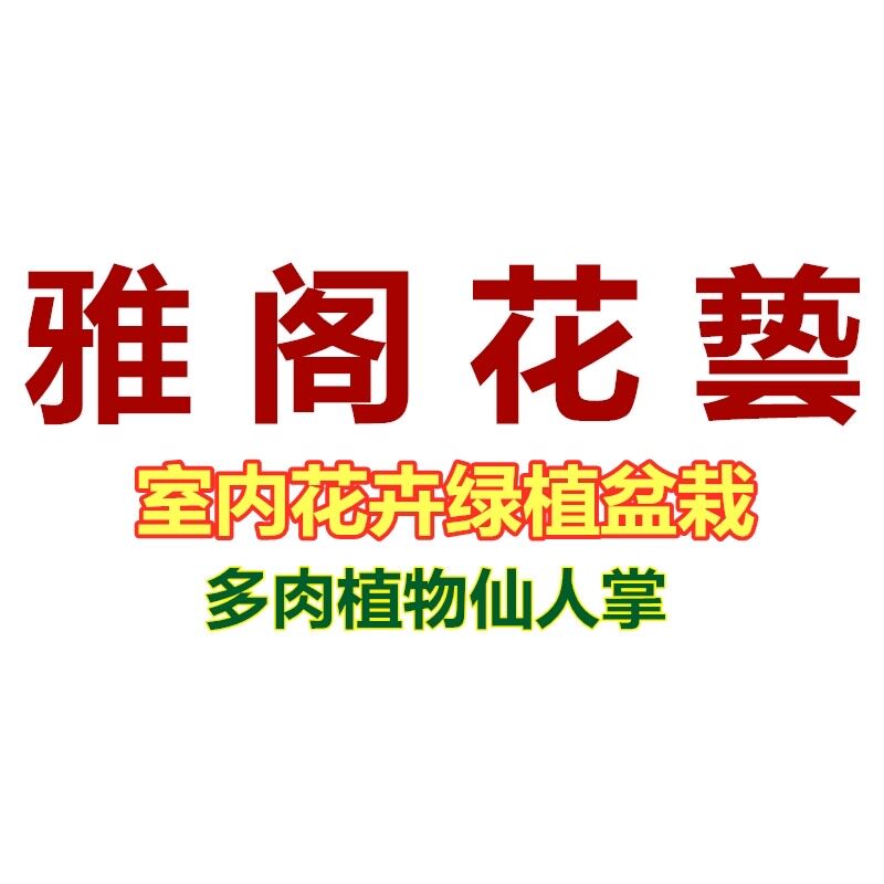 花卉绿植盆栽多肉植物仙人掌类盆景