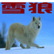 雪狼户外店 店铺LOGO