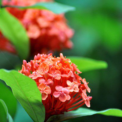 燕子花坊园艺