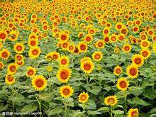 Sunflower太阳花 店铺LOGO