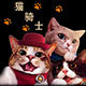 猫骑士宠物用品店
