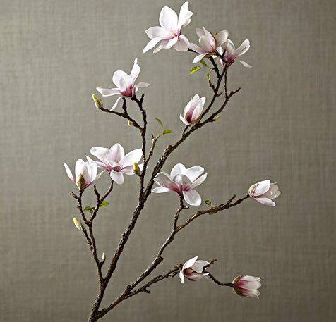 木兰花鲜花批发 店铺LOGO