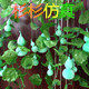 杉杉仿真绿植园 店铺LOGO