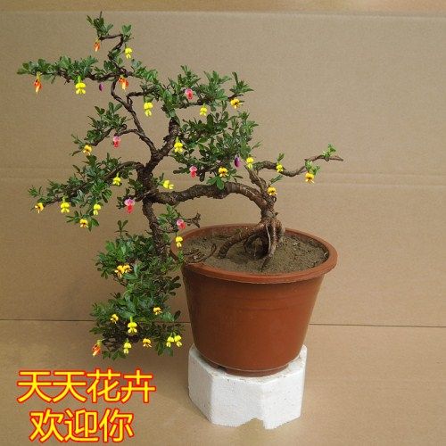 小花王苗木