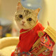 小春日淘