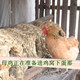 东北农村绿色粗粮
