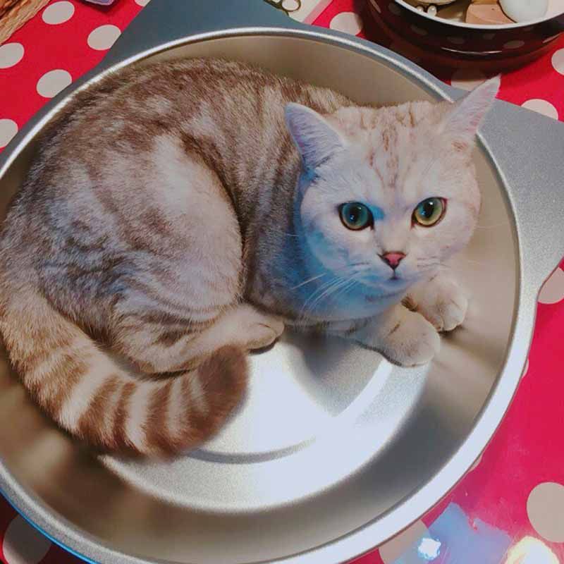喵博士宠物