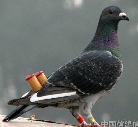千禧福精品鸽具