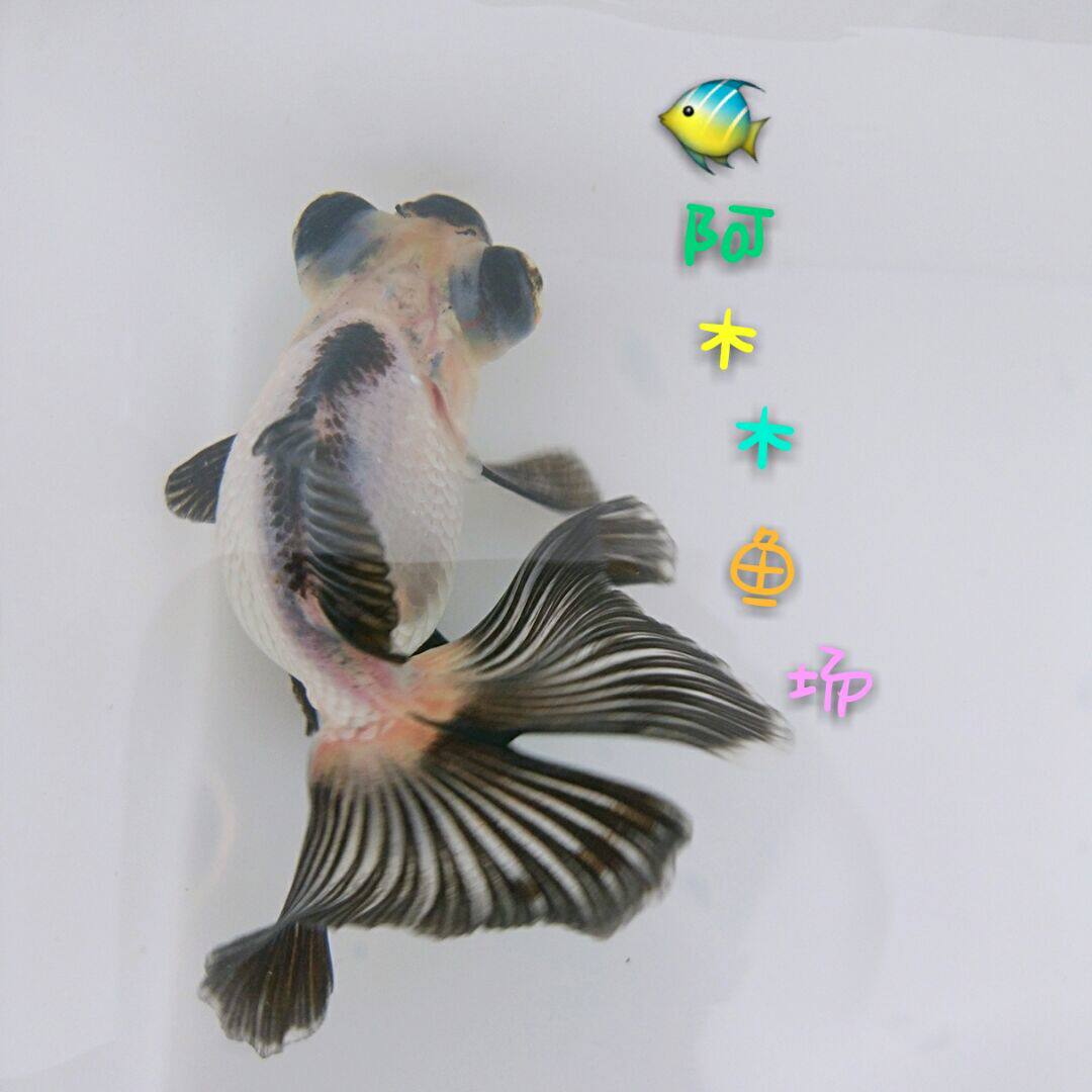 阿木木鱼场