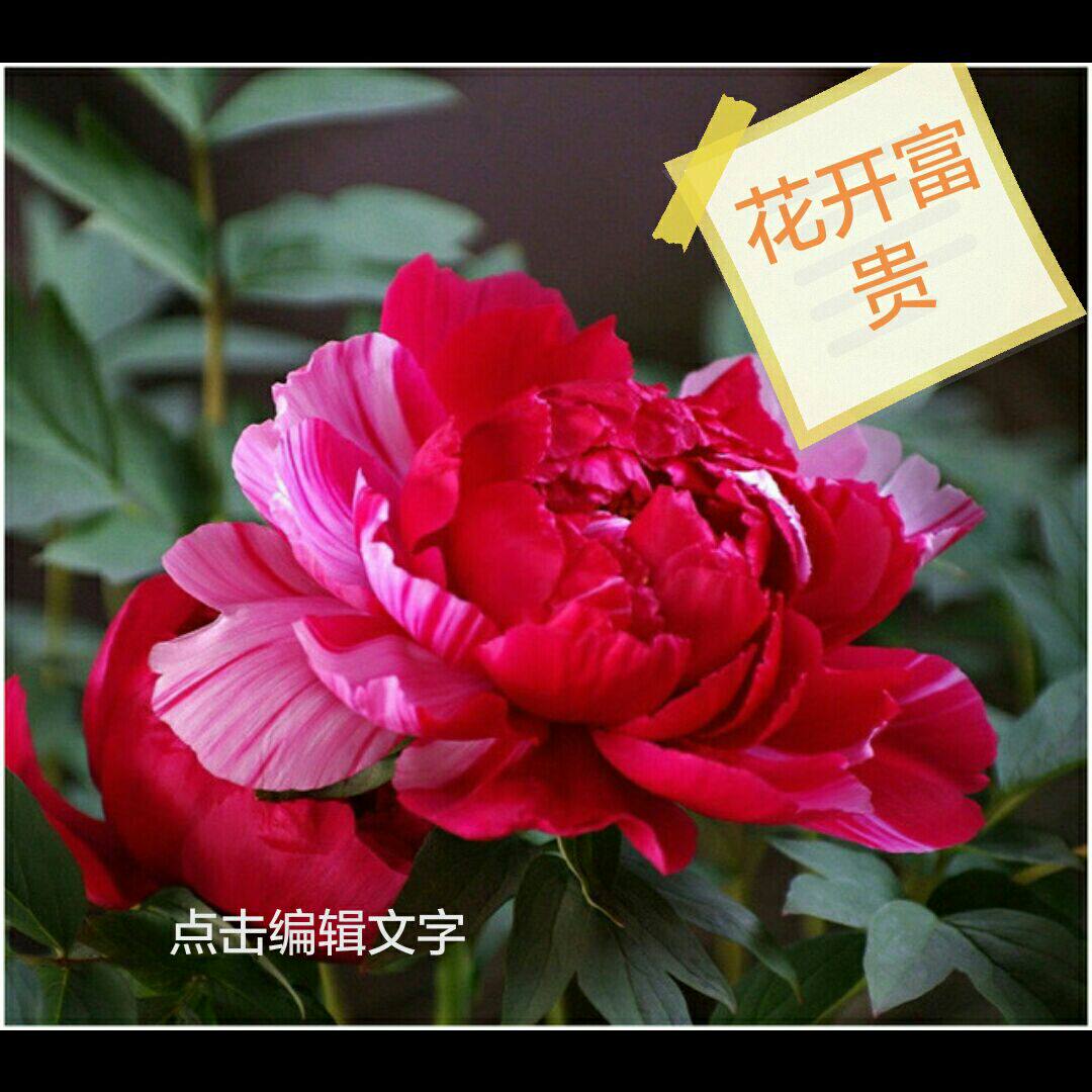 华夏绿植园艺基地