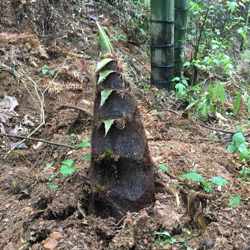 湘西土特产商城
