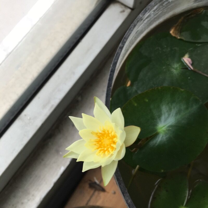 莱雅花艺批发