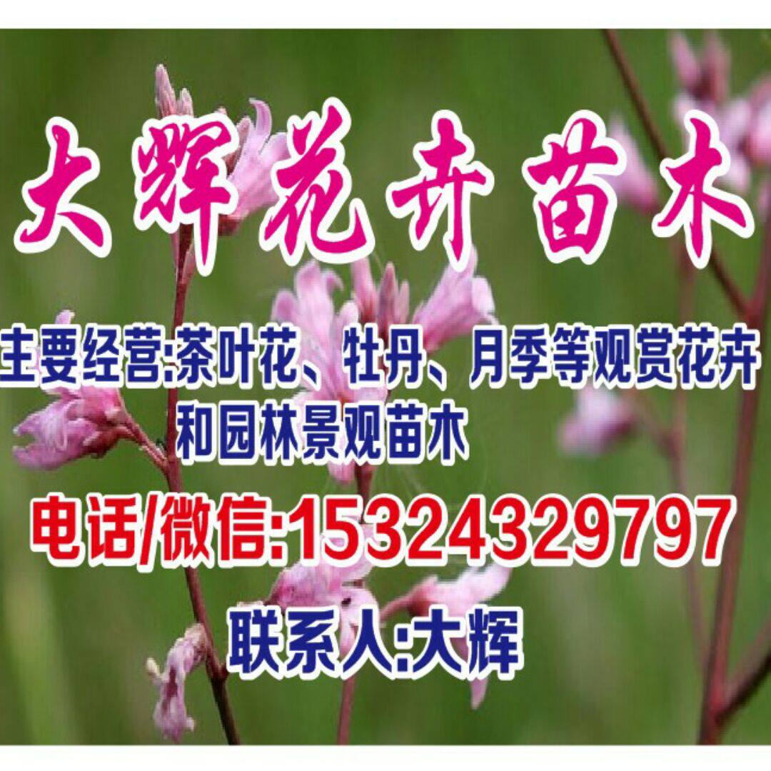 大辉花卉苗木