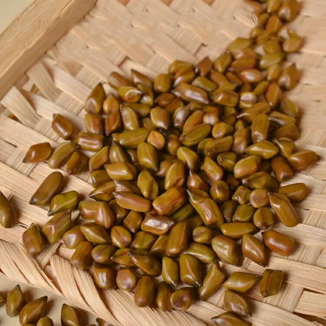 决明子批发部
