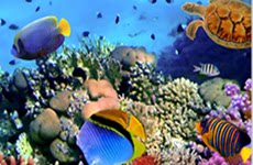 碧水微澜  水族世界