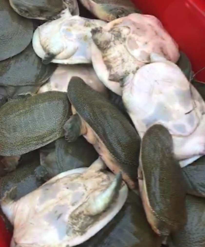 小官正品牌甲鱼