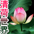 清荷世界 店铺LOGO