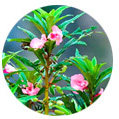 新疆天然海娜粉 新疆海娜粉 纳娇茹西娜海娜粉