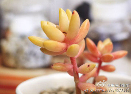 馨语花卉