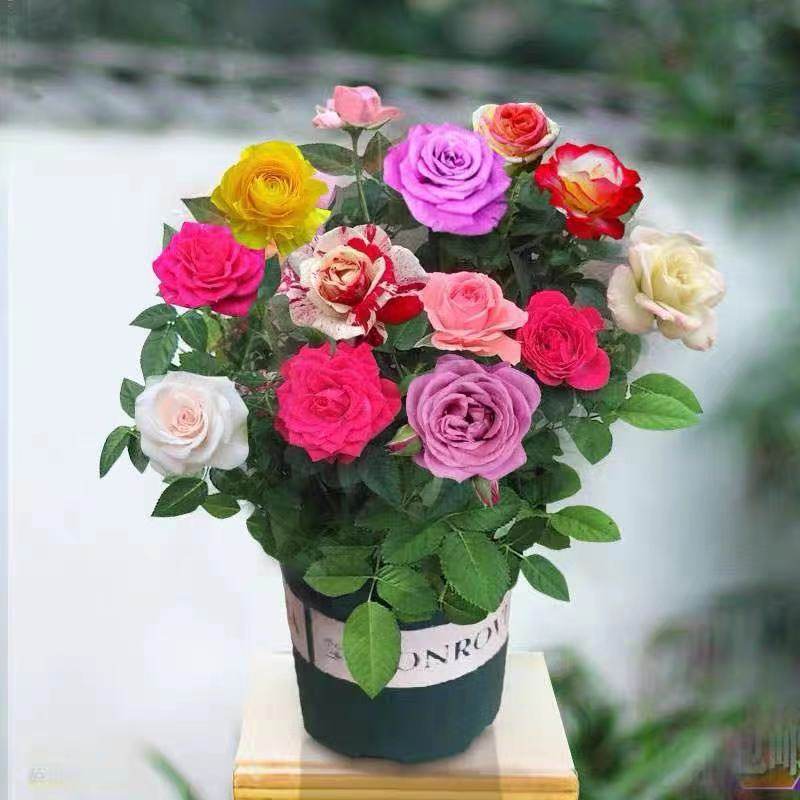 花蔓姬旗舰店