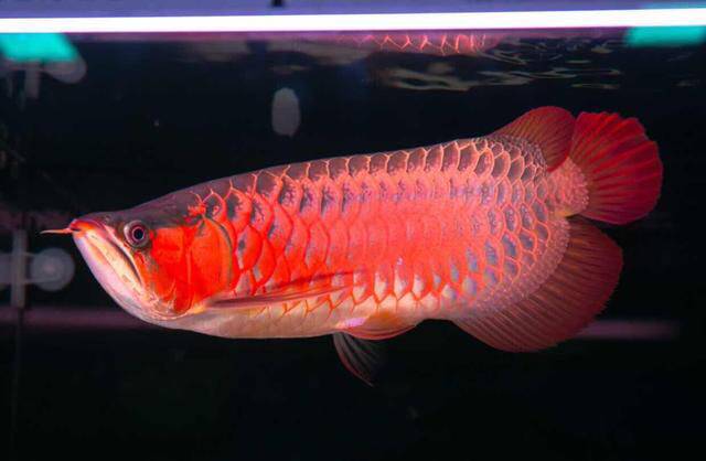 龙鱼老孙的水族用品店