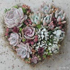 花博会园艺