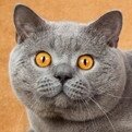 大猫家天然护肤