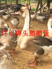 许记澄海狮头鹅