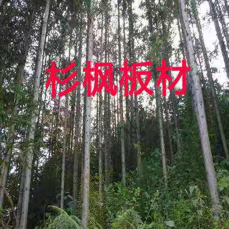 杉枫板材 店铺LOGO