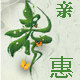 亲春惠