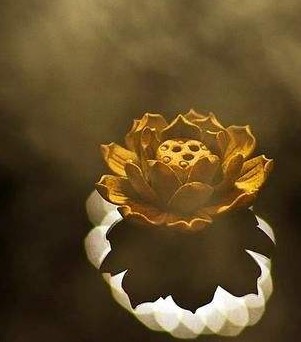 菩提本性