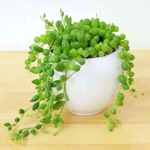 花晨物语