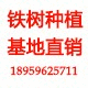 昕然园艺 铁树批发
