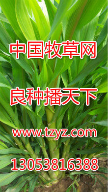 中国牧草网