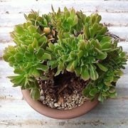 花时间の生活馆