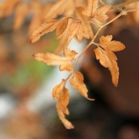 ScentDeco