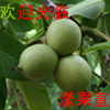 漾果宣漾濞核桃自营店